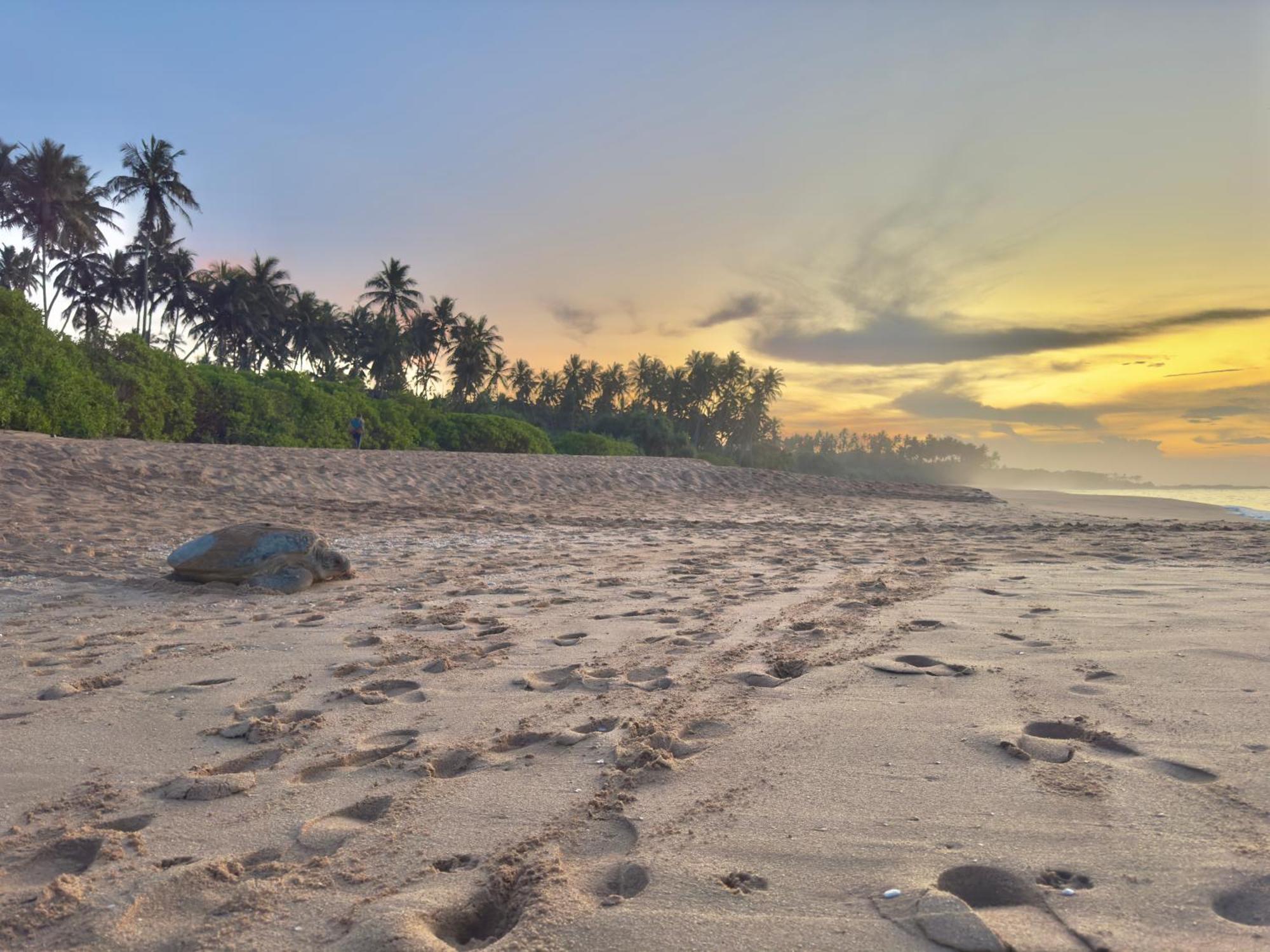 Rekawa Turtle Gate Hotel Tangalle Ngoại thất bức ảnh