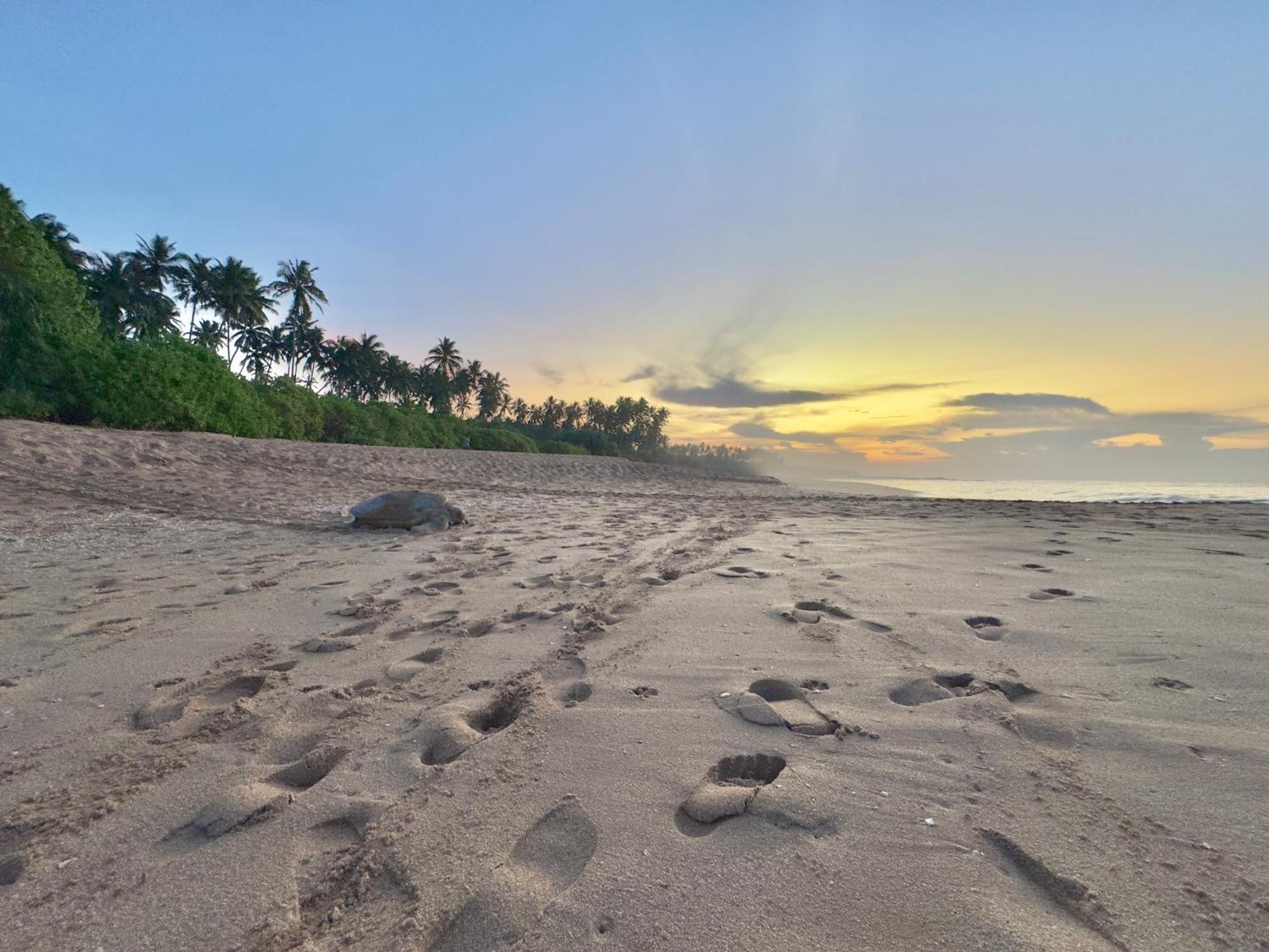 Rekawa Turtle Gate Hotel Tangalle Ngoại thất bức ảnh